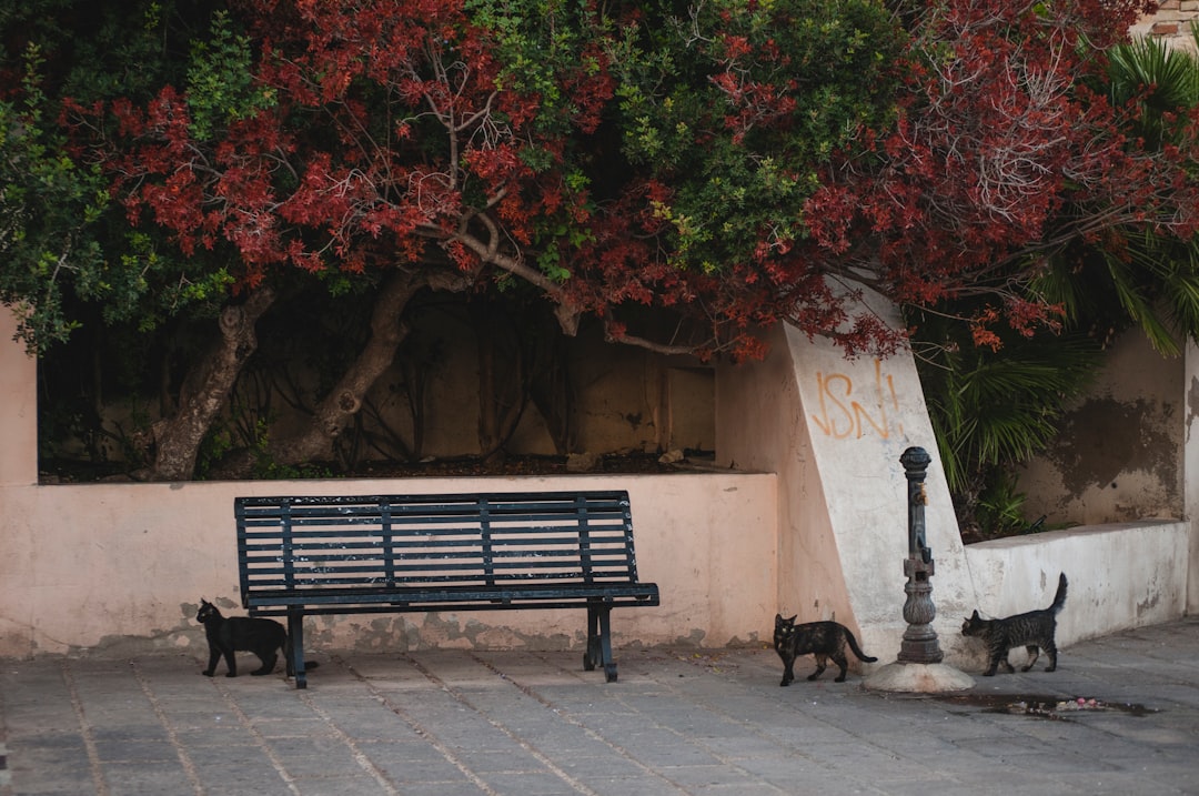 black wooden bench near brown tree