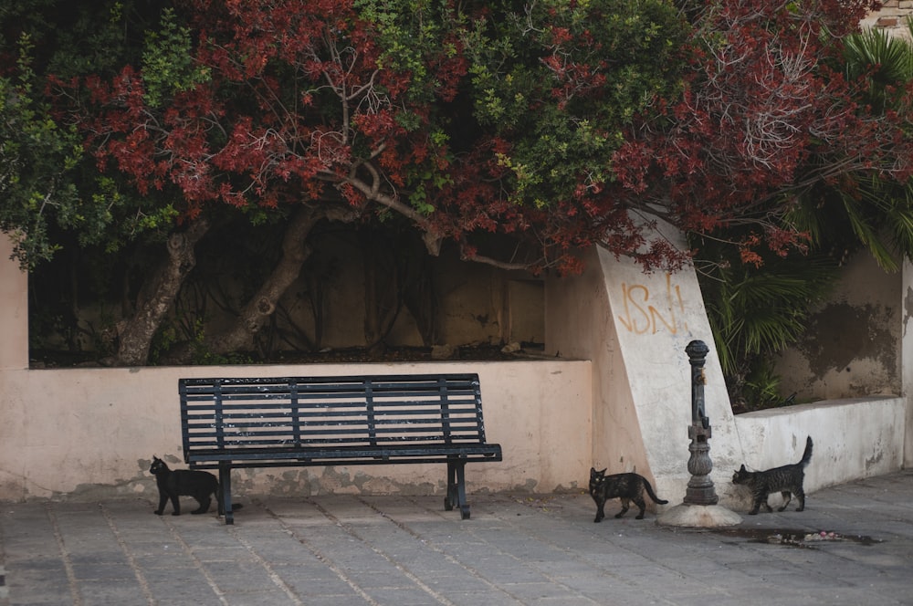 black wooden bench near brown tree