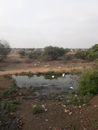 A small pond with murky water is surrounded by dry and barren land interspersed with patches of greenery. Several white birds are either in or near the water. The background features sparse bushes and distant vegetation under a cloudy sky. There is litter scattered around the pond and its surroundings.