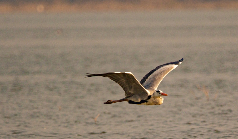 white and black bird flying over body of water during daytime