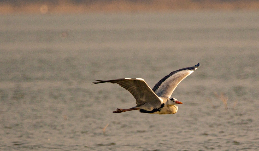 Wildlife photo spot Thol Bird Sanctuary Road Gandhinagar