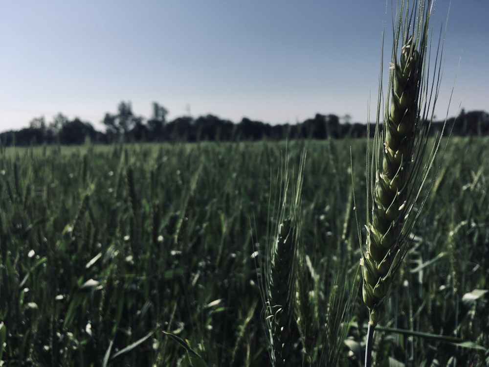 green wheat field during daytime