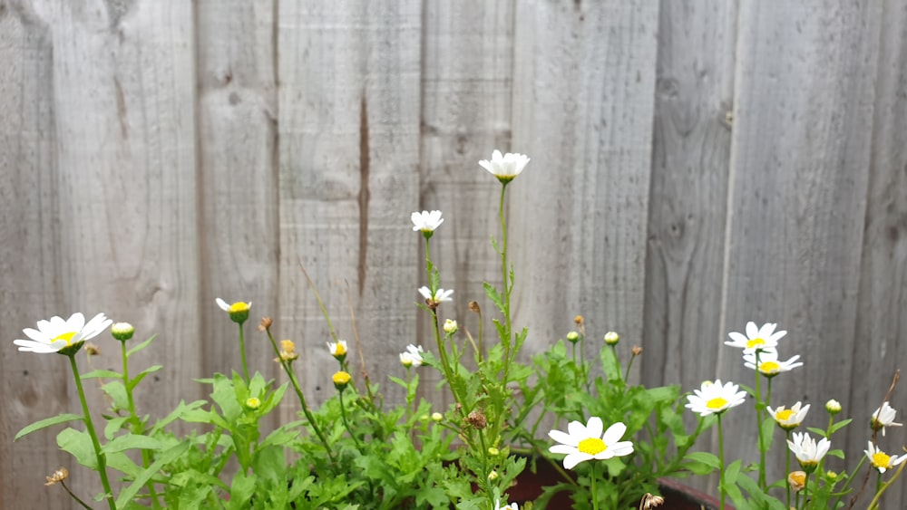 white and yellow flowers beside gray wooden fence