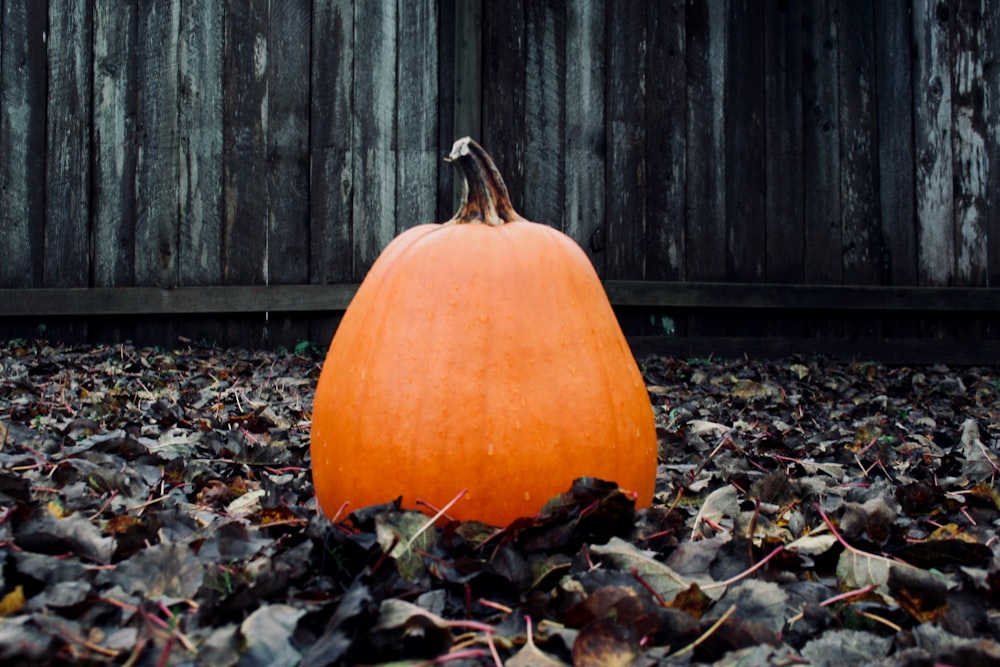 orange pumpkin on brown dried leaves