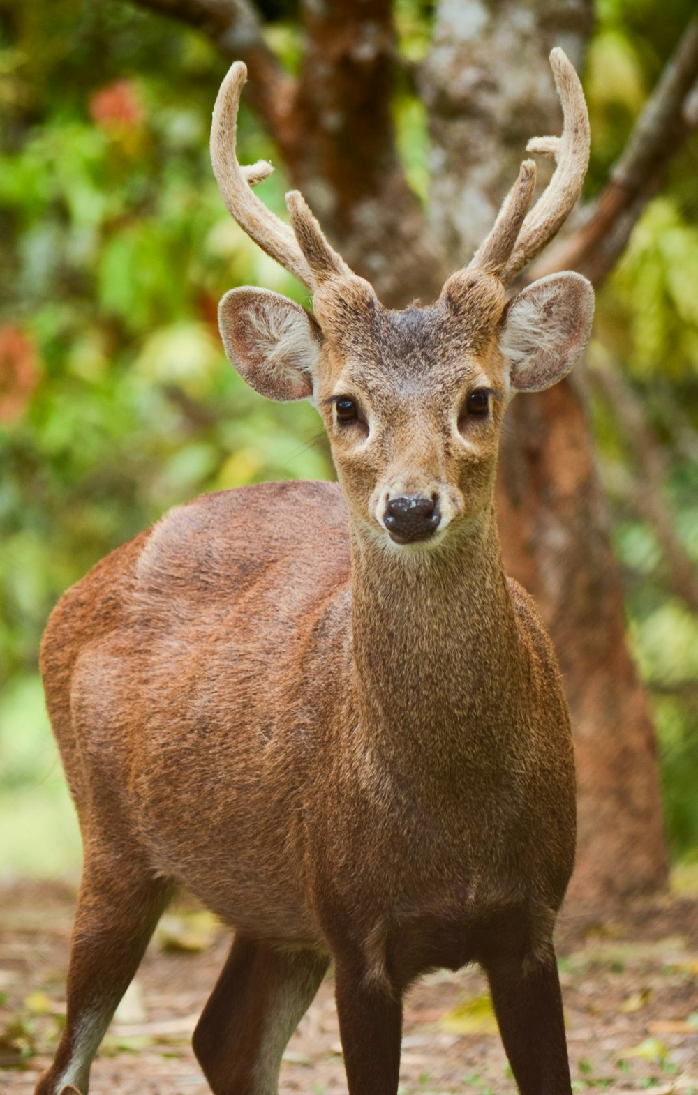 brown deer in tilt shift lens