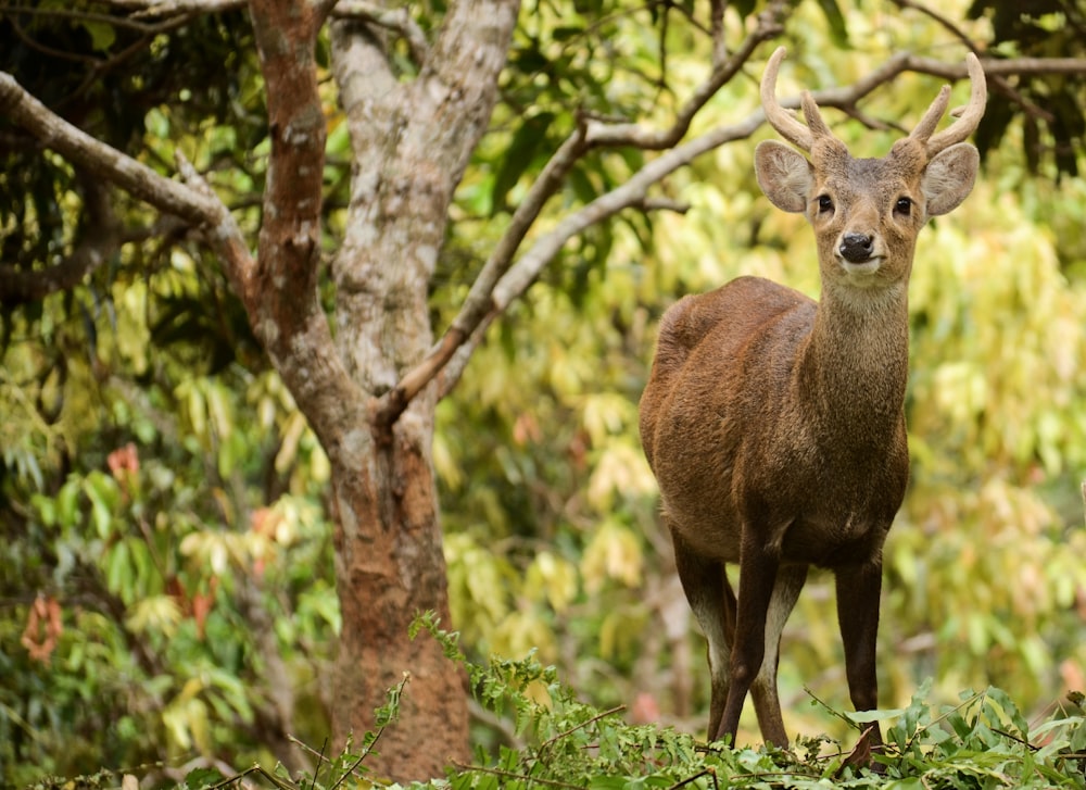 brown deer on green grass during daytime