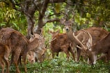A vintage style print showing a group of deer grazing near a pine forest.
