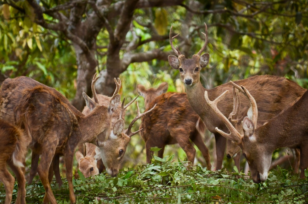 brown deer on green grass during daytime