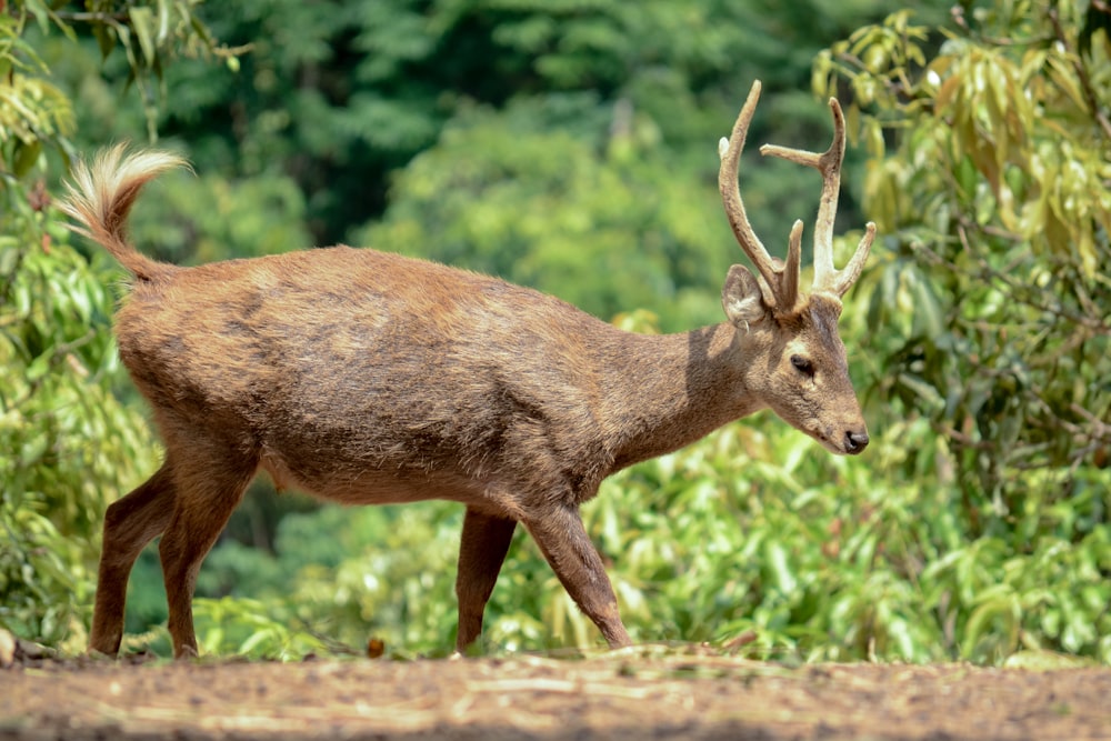 brown deer on brown field during daytime