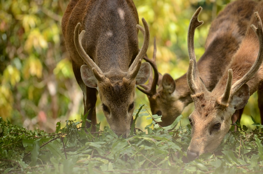 brown deer eating green grass during daytime