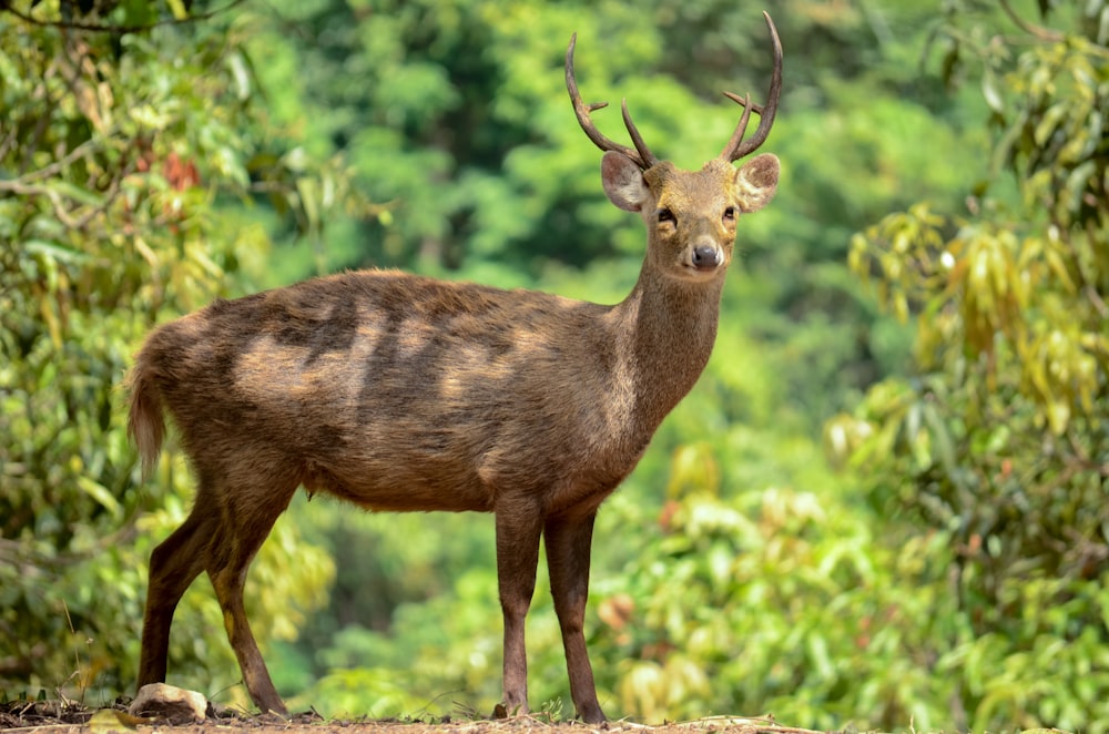 brown deer on green grass during daytime