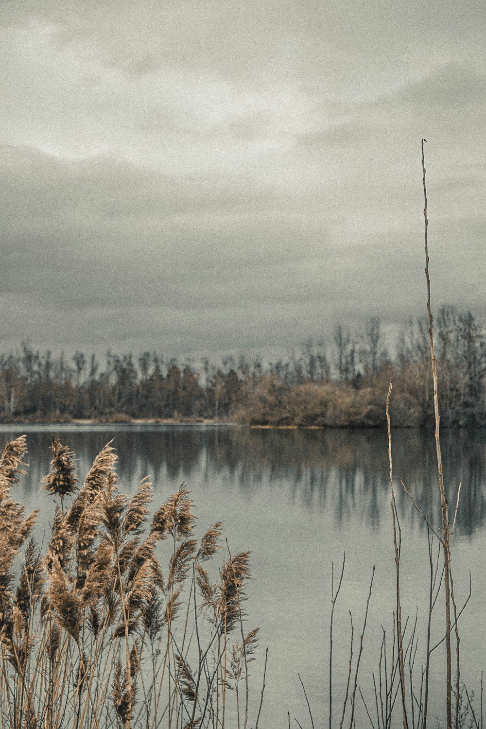 braunes Gras am See tagsüber