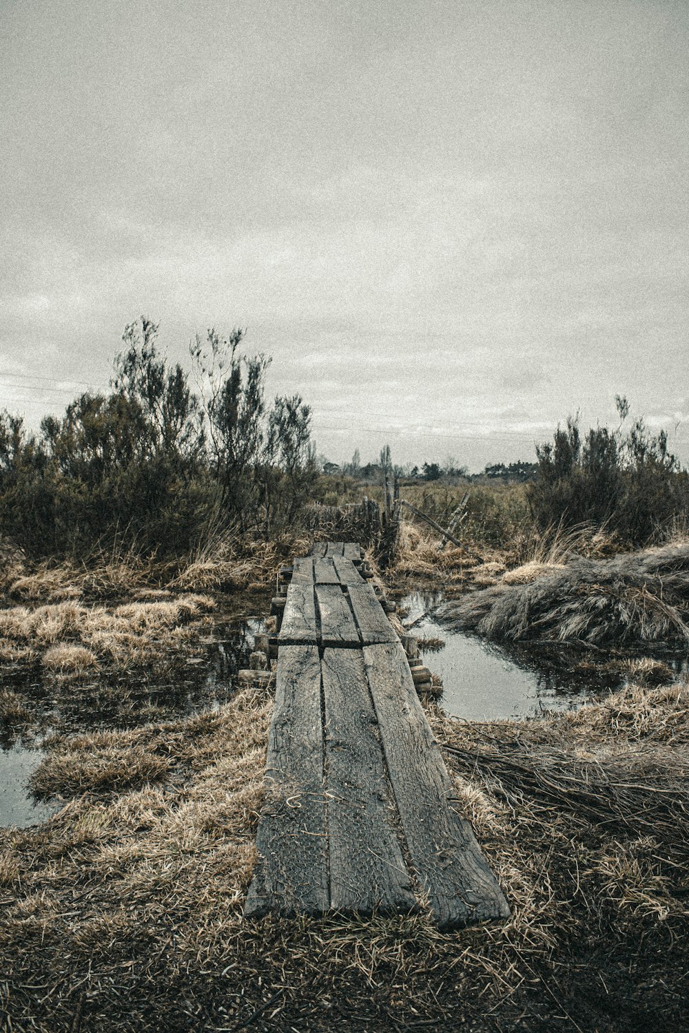 brown wooden dock on river