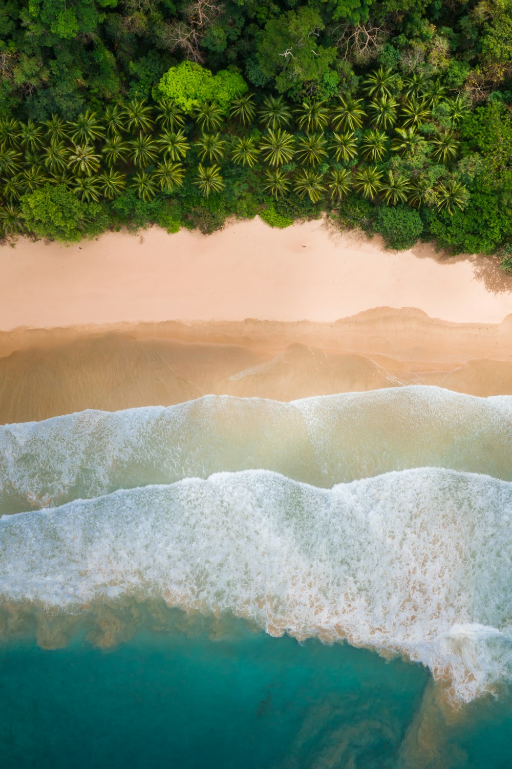 Plantes vertes sur sable blanc