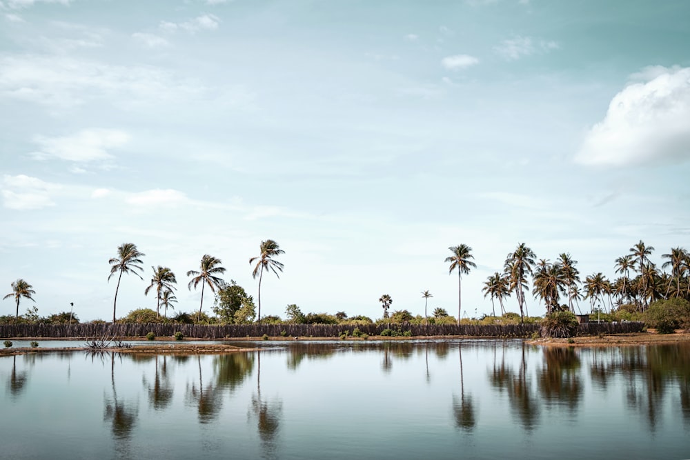 green palm trees near body of water during daytime