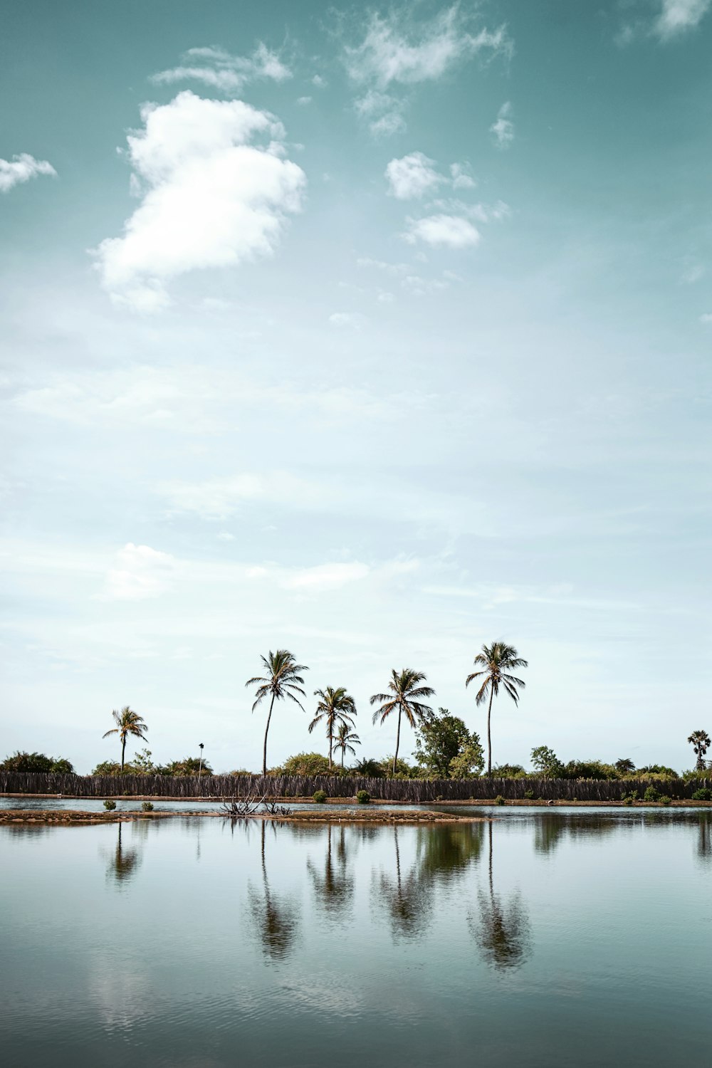 green coconut trees near body of water under blue sky and white clouds during daytime