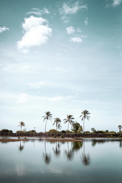 green coconut trees near body of water under blue sky and white clouds during daytime