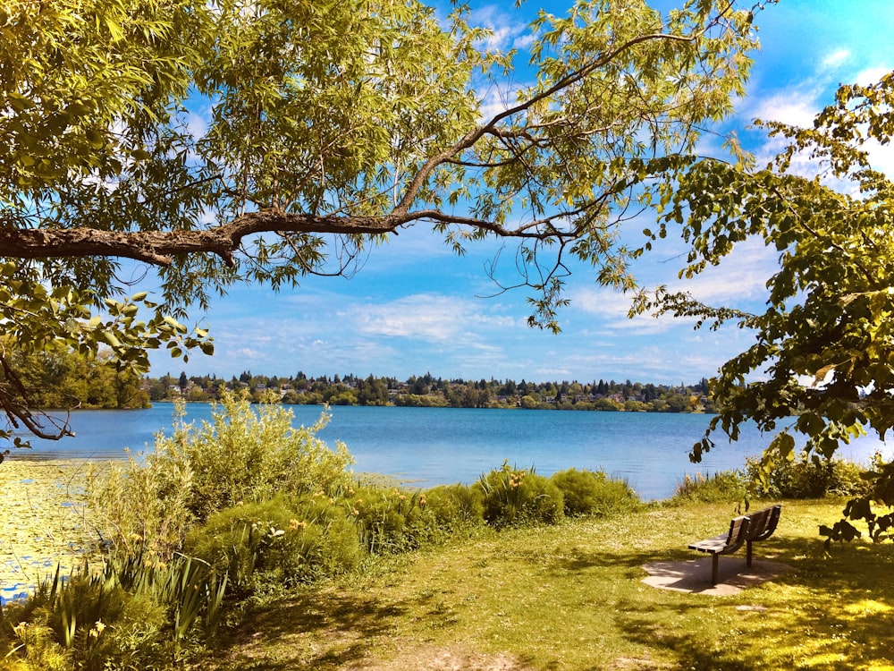 green trees near body of water during daytime