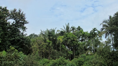 Lush Misiones rainforest showing Aspidosperma polineuron trees and native Palmitos plants under soft morning light