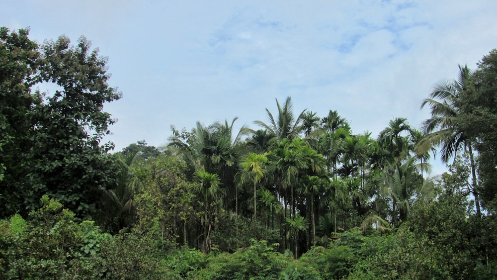 green coconut trees under blue sky during daytime