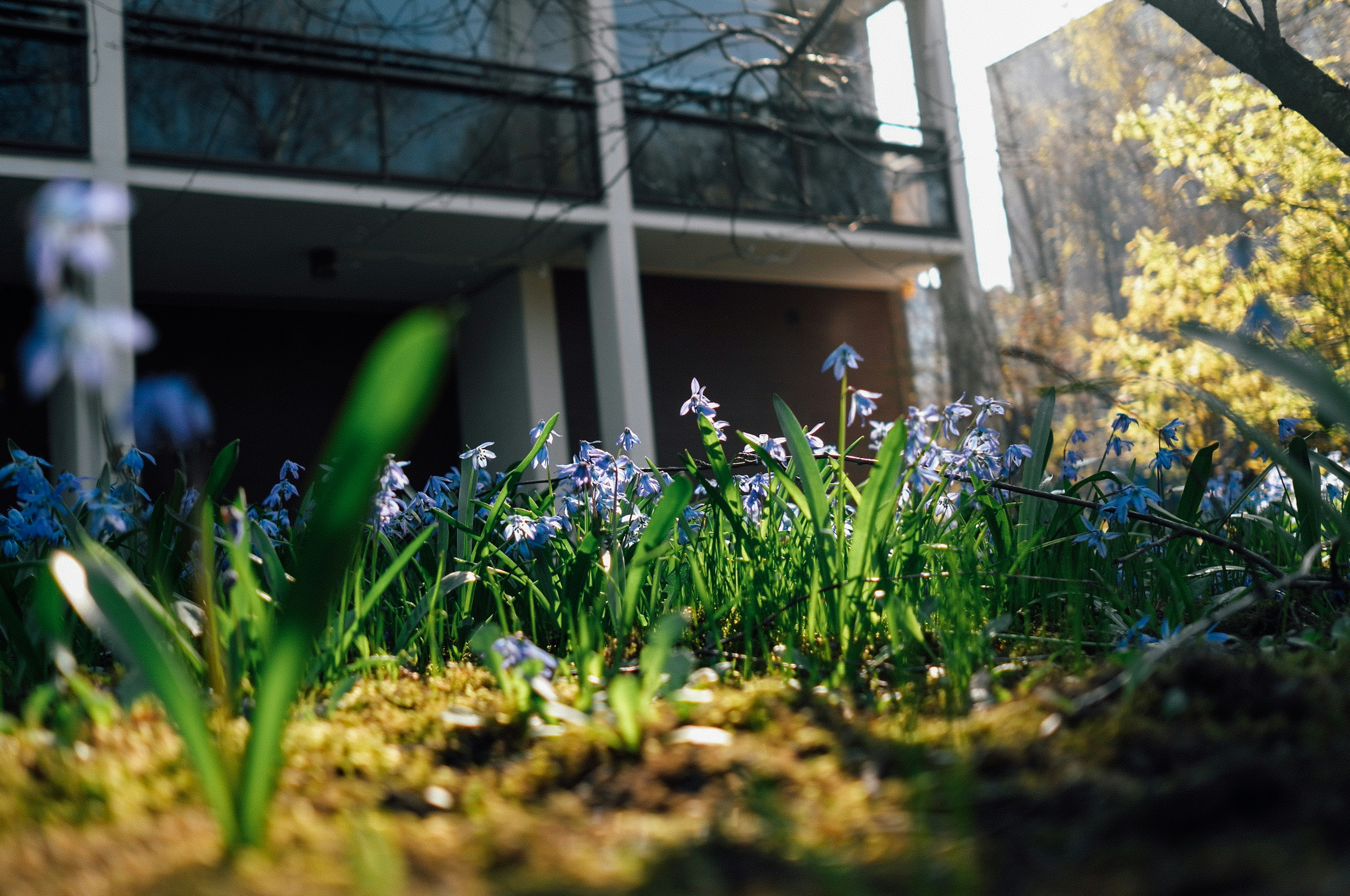 green grass near white house during daytime