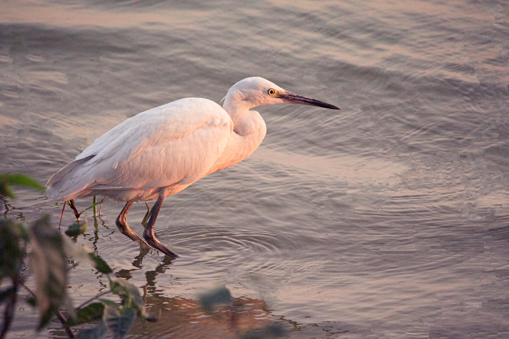 white bird on water during daytime