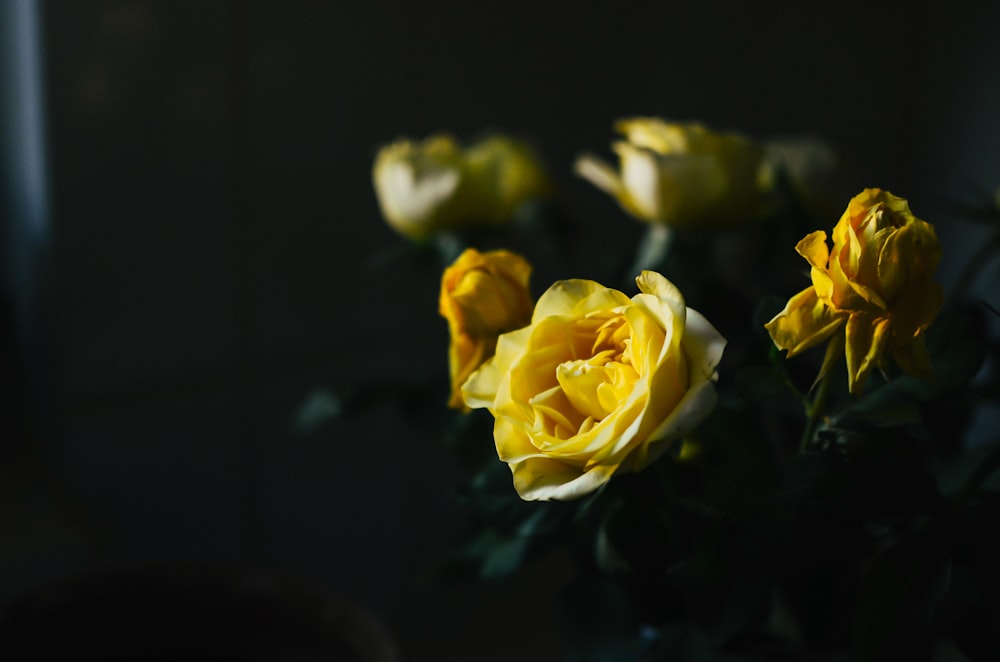 yellow rose in bloom close up photo