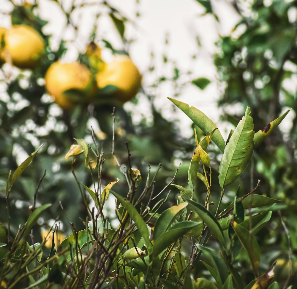 yellow fruit on green leaves during daytime