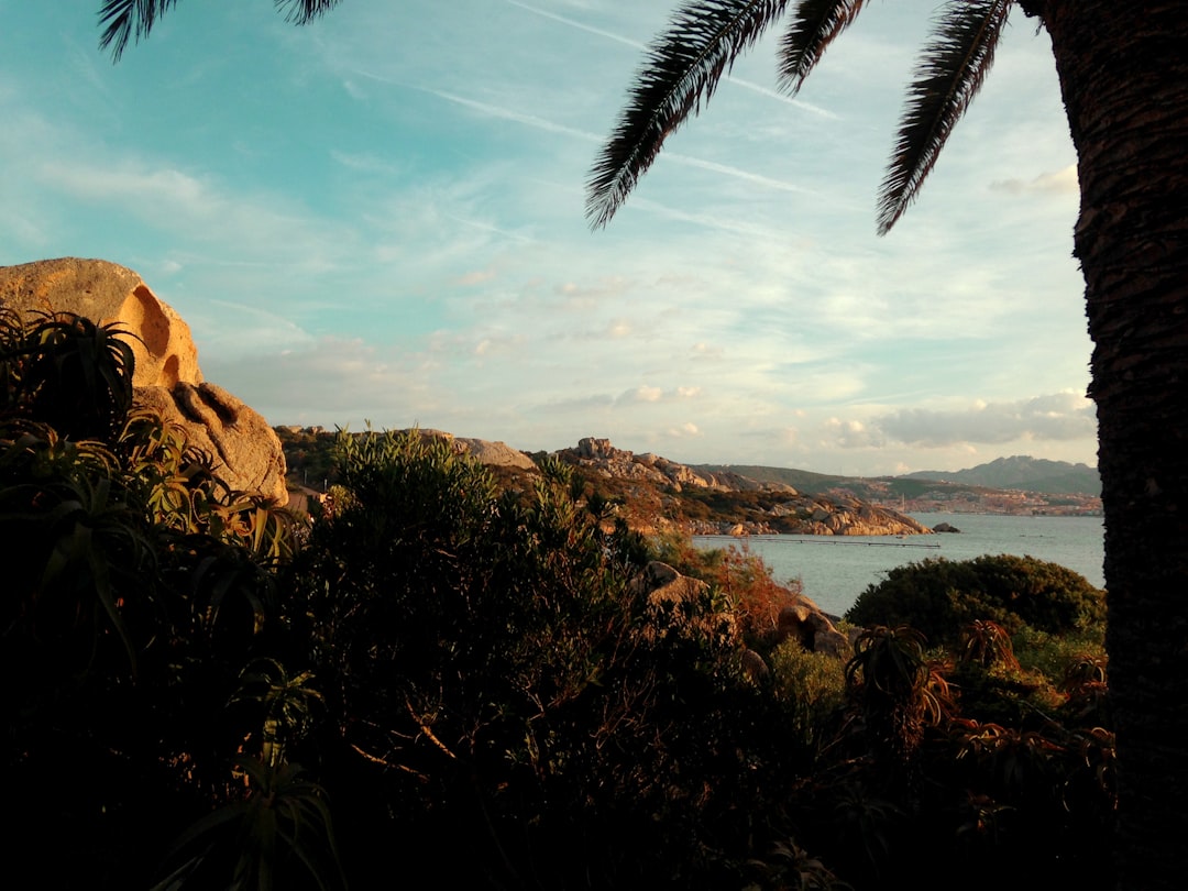 green palm tree near brown rock formation during daytime