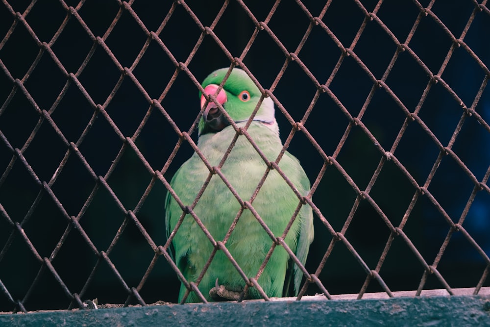green and yellow bird on gray metal fence