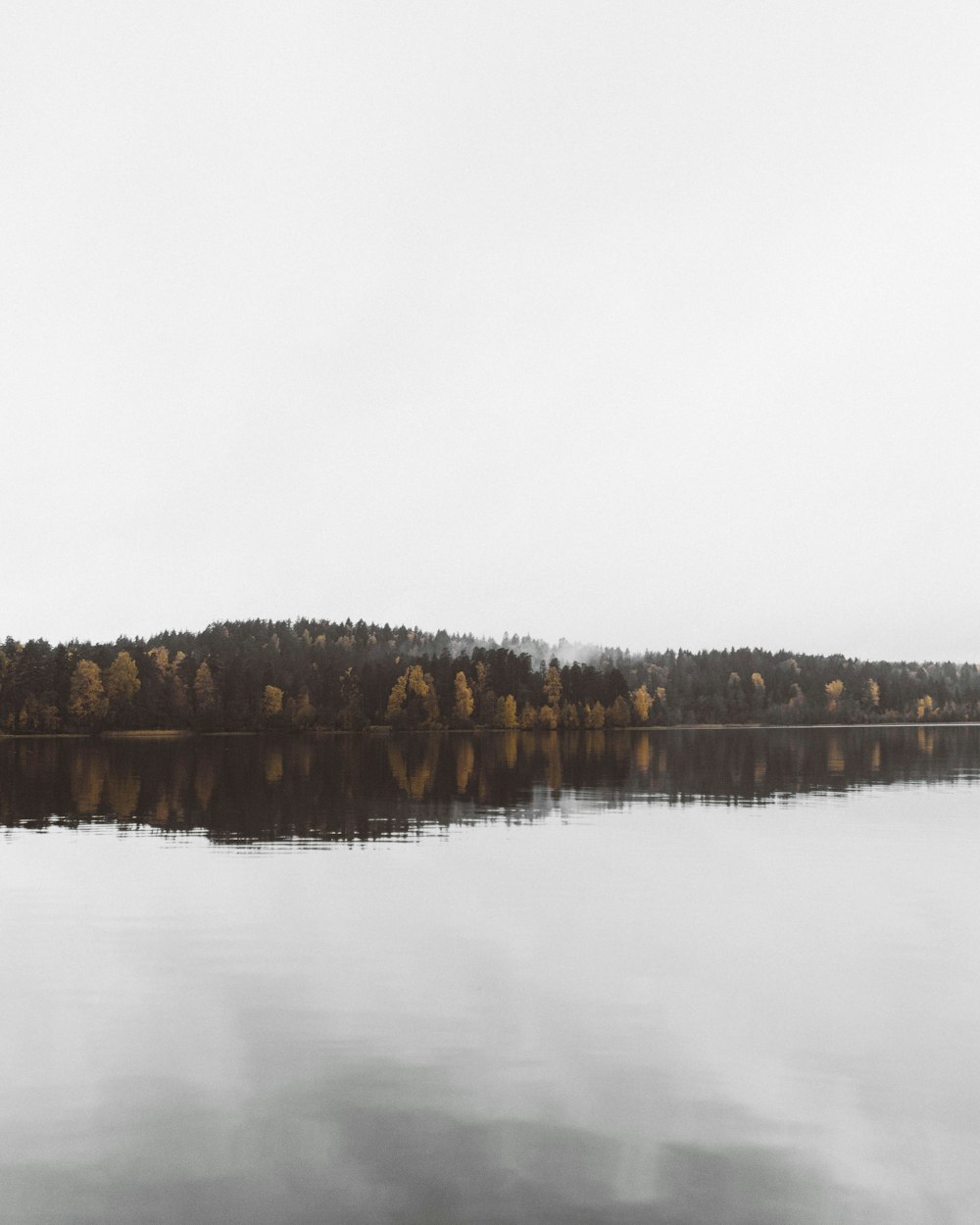 brown trees on body of water under white sky during daytime