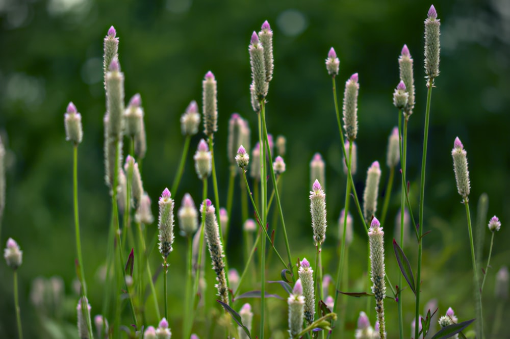 purple flower buds in tilt shift lens