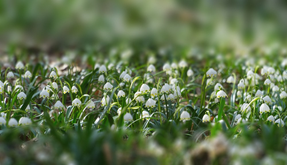 fleurs blanches avec des feuilles vertes