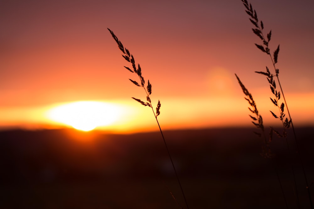 silhouette di pianta durante il tramonto