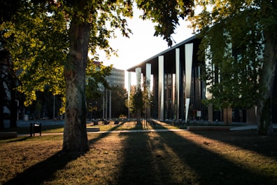 brown trees near white building during daytime