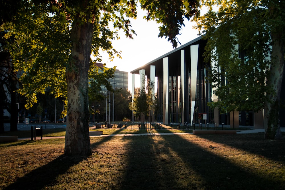 brown trees near white building during daytime