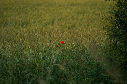 red flower on green grass field during daytime in Réding France