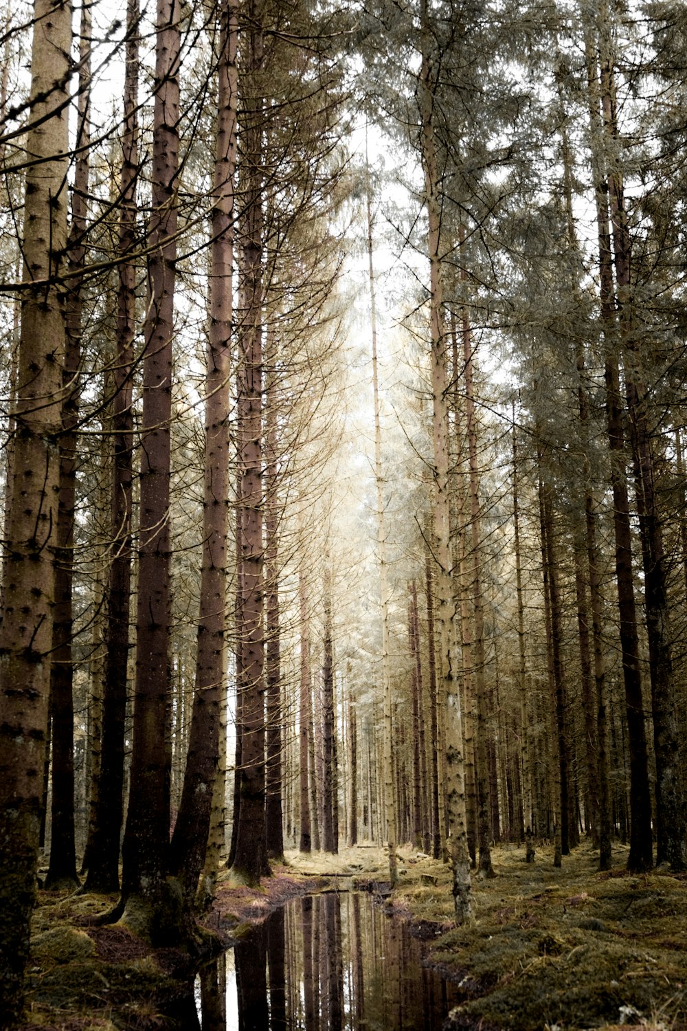 brown trees under white sky during daytime