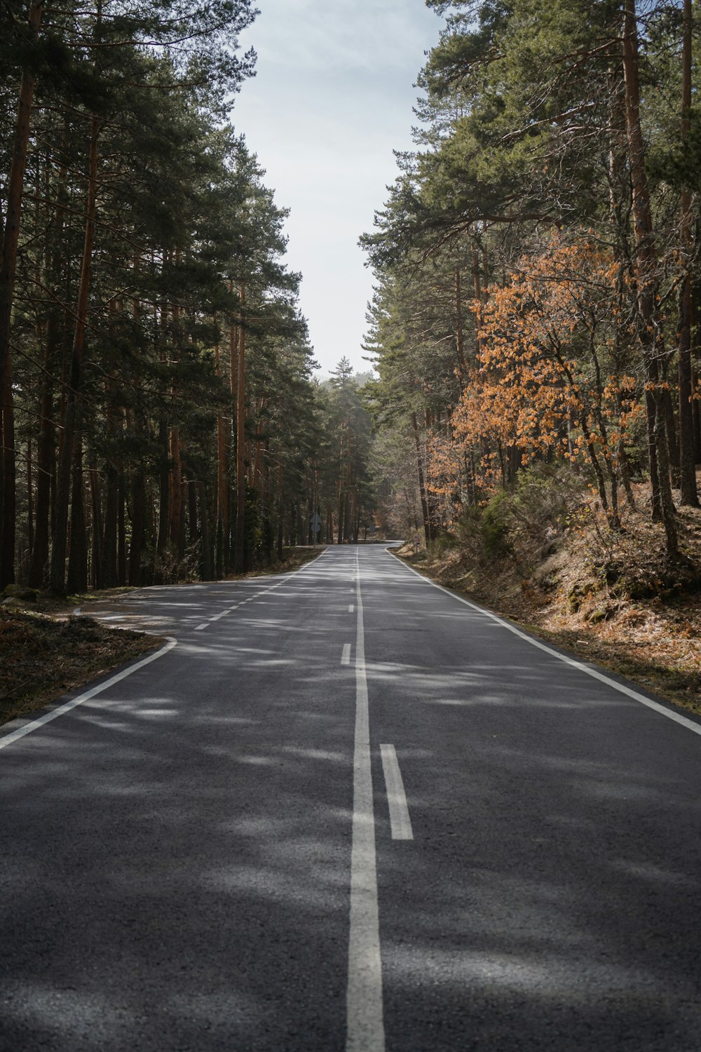 gray concrete road between green trees during daytime