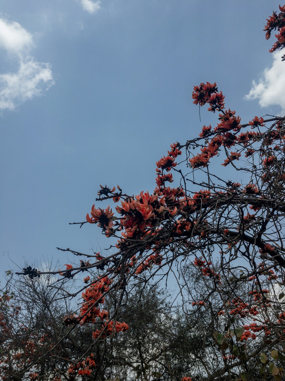 red leaf tree under blue sky during daytime