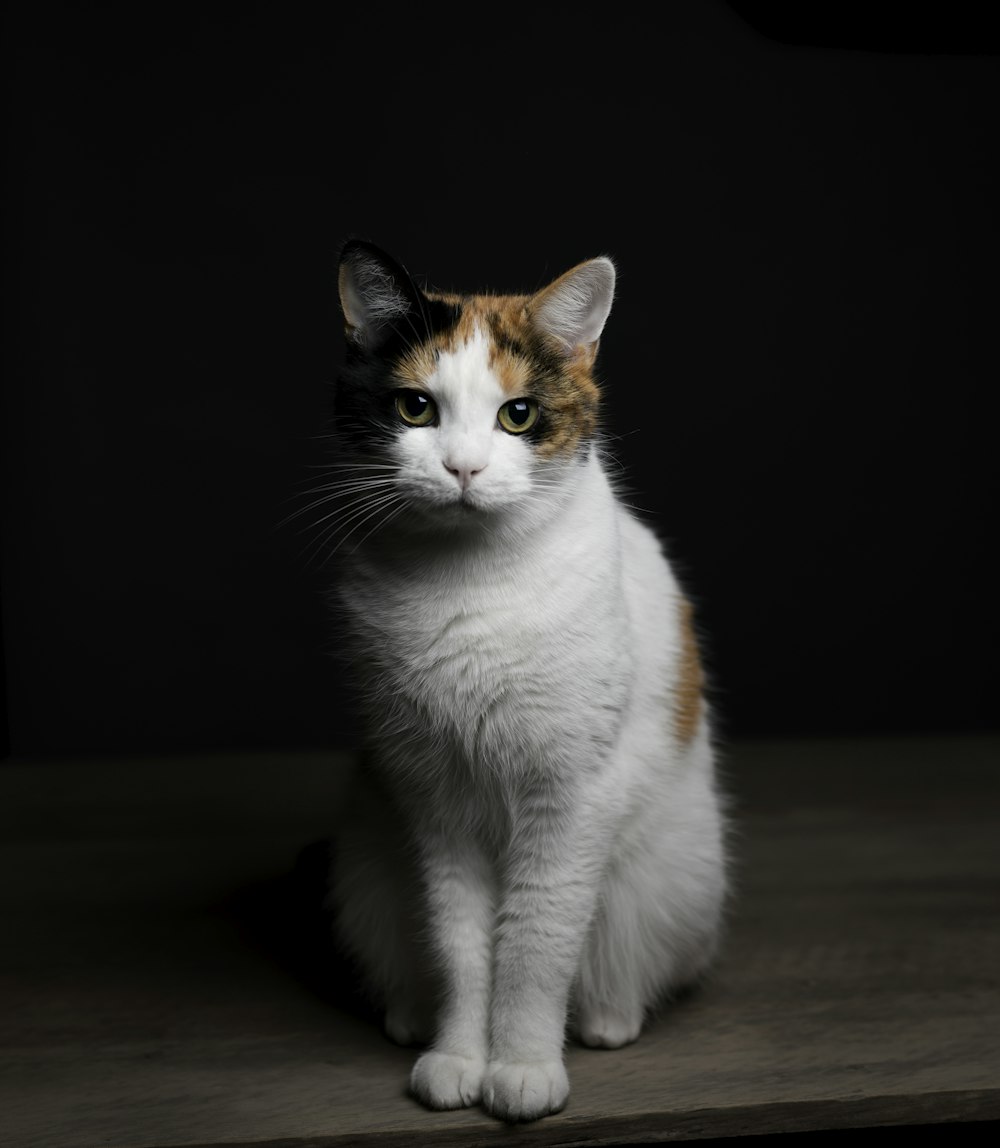 white and orange cat on brown wooden table