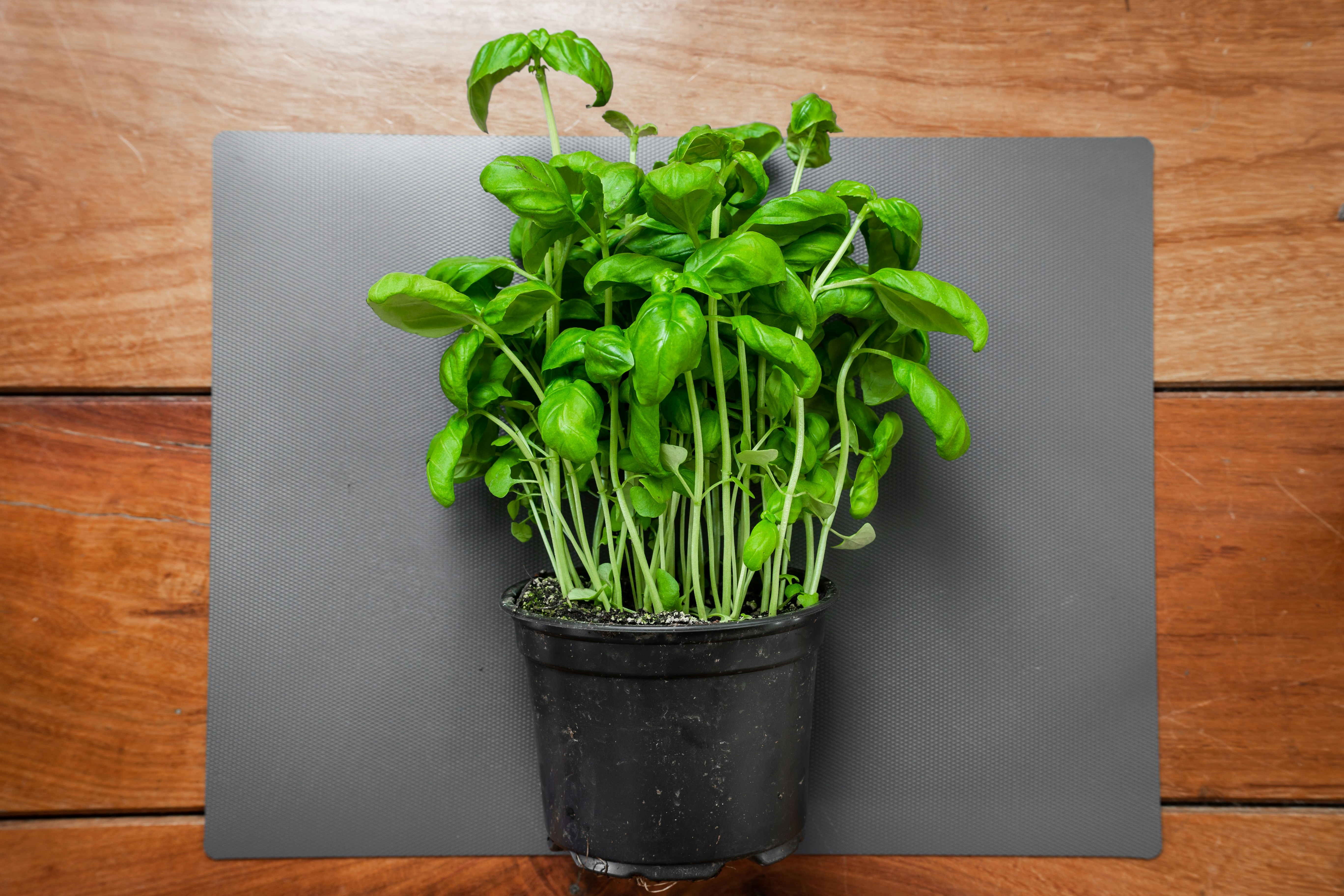 Photo by louishansel