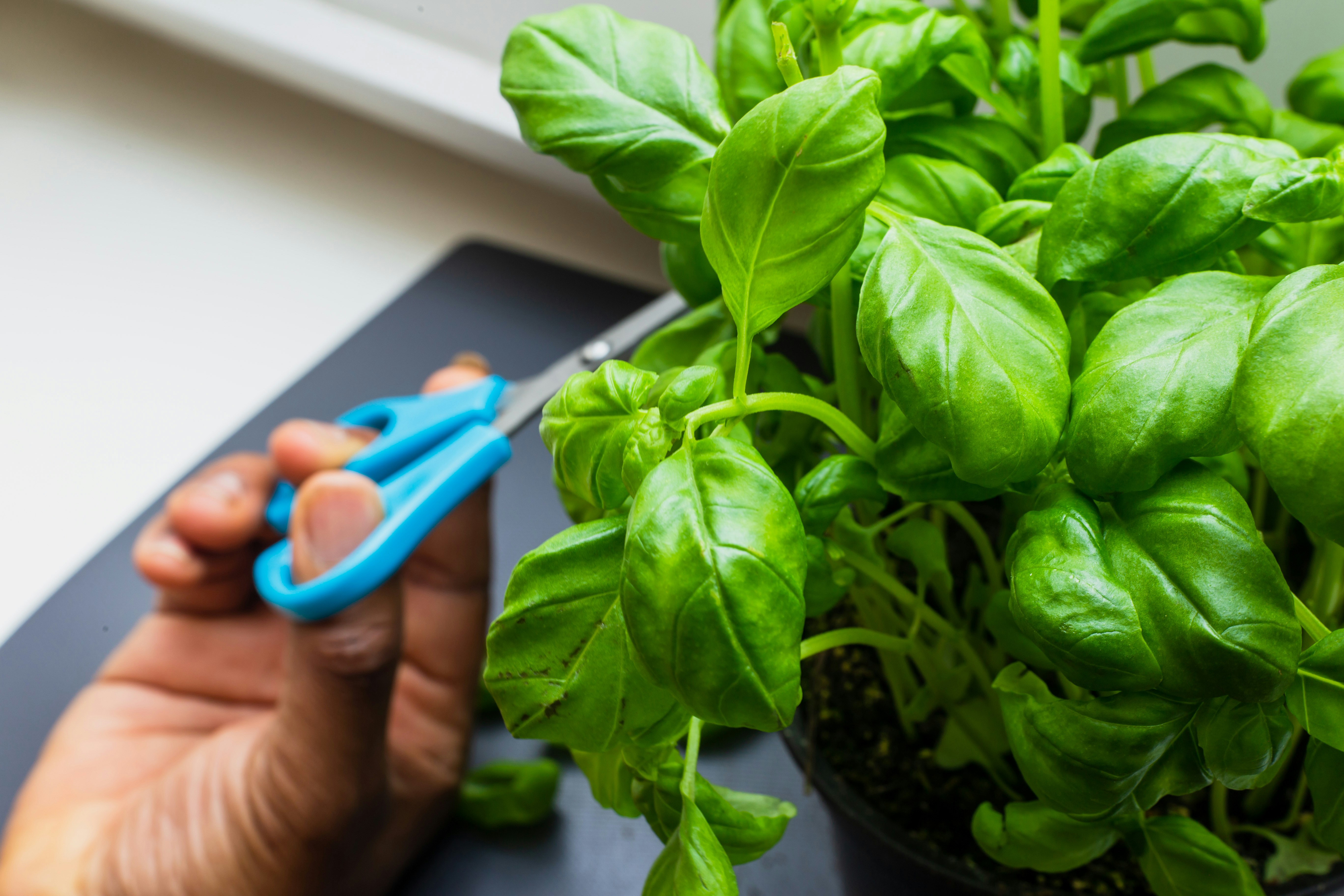 Indoor Herb Garden Mistakes That Reduce Harvest Quality More Than You Think