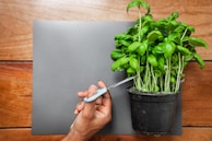 A hand holding scissors is cutting the stems of a lush, green potted basil plant placed on a table with a wooden texture. The plant appears healthy with numerous leaves, and the scissors are positioned to prune the foliage.