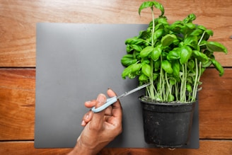 A hand holding scissors is cutting the stems of a lush, green potted basil plant placed on a table with a wooden texture. The plant appears healthy with numerous leaves, and the scissors are positioned to prune the foliage.