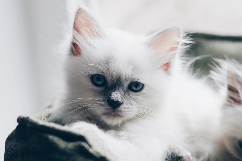 white kitten on white textile