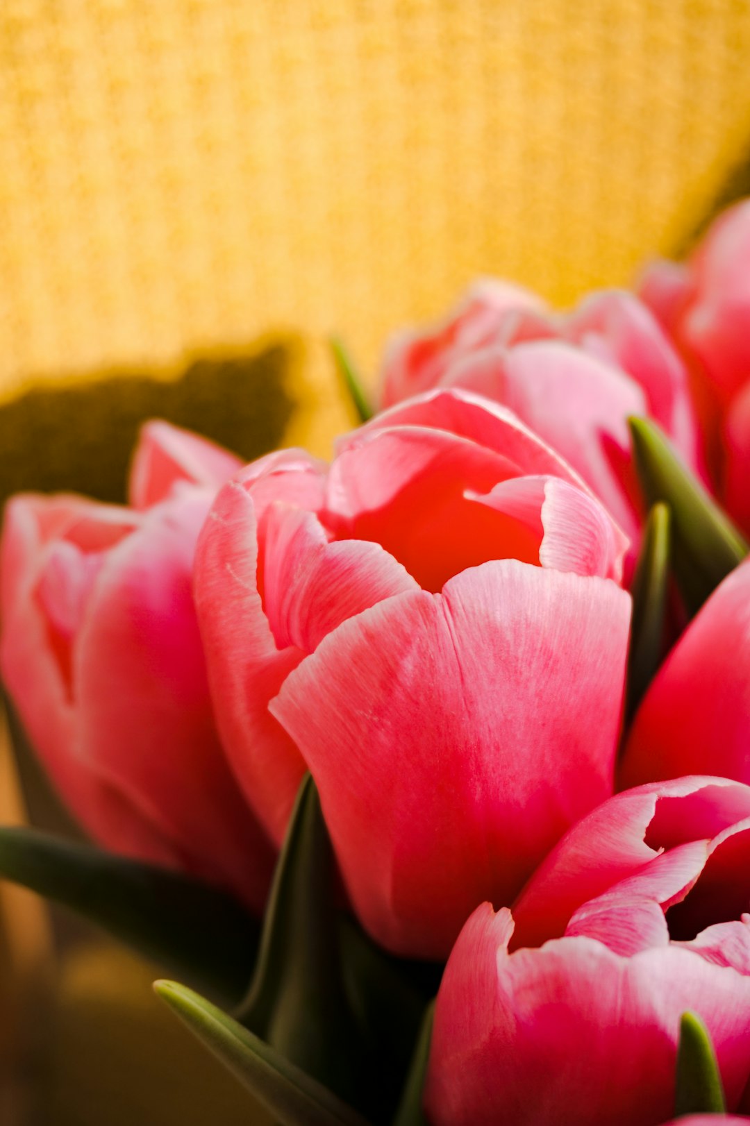 pink tulips on yellow textile