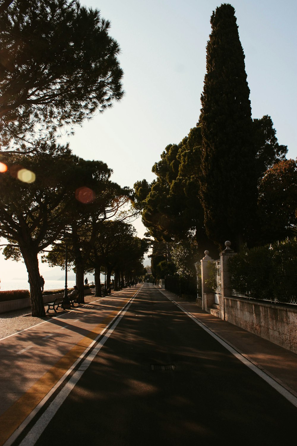 empty road with trees on sides during daytime