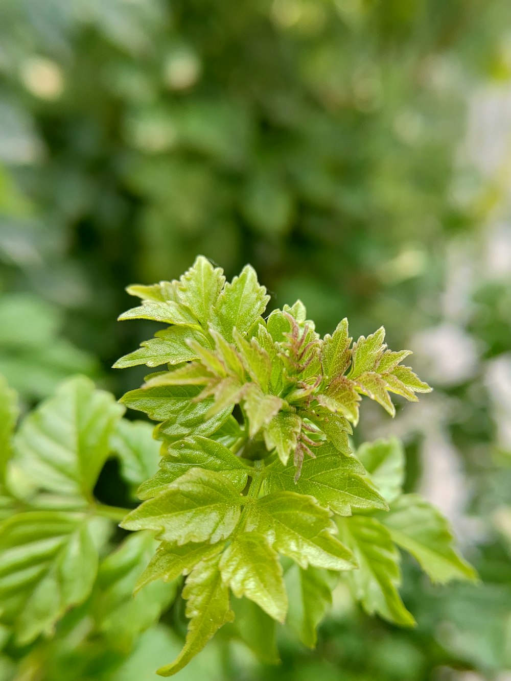 green leaf plant in close up photography