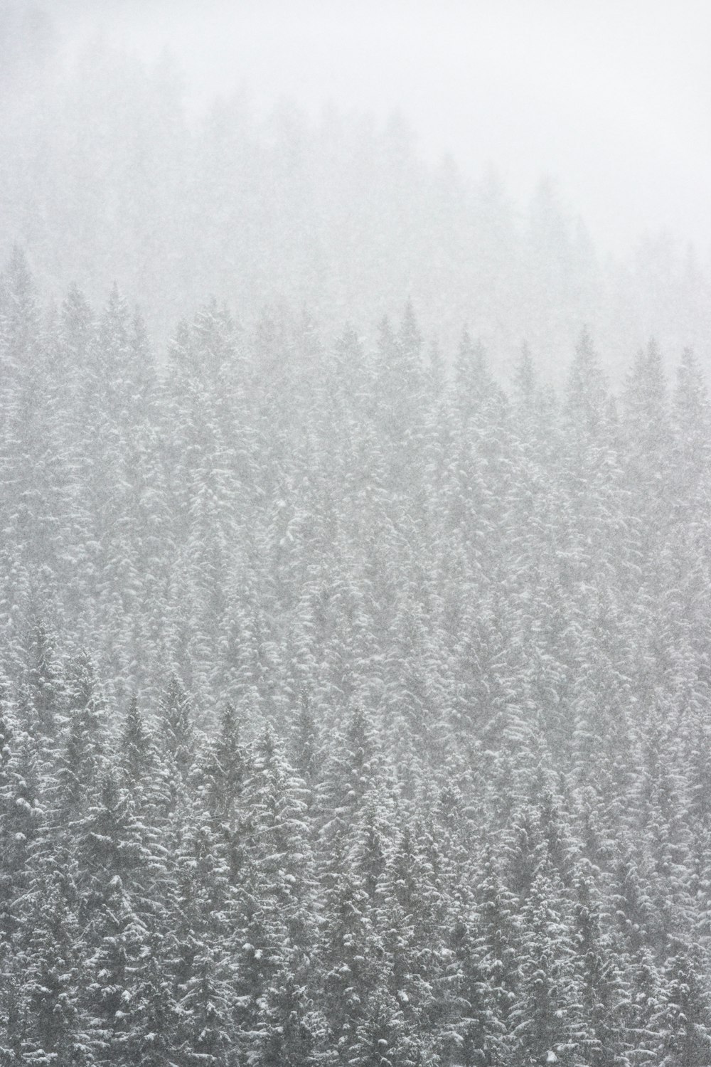 green pine trees covered with snow